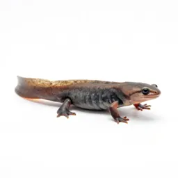 Red eft
