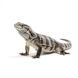 Reptile