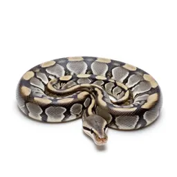 Reticulated python