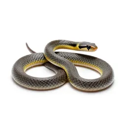 Ribbon snake