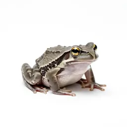 Robber frog