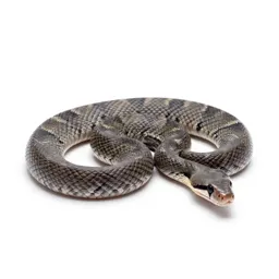 Rosy boa