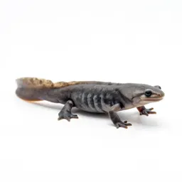 Rough-skinned newt