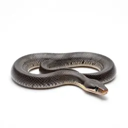 Rubber boa