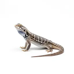 Sagebrush lizard