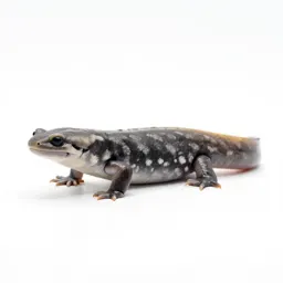 Salamander