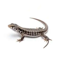 Sand lizard