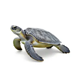 Sea turtle