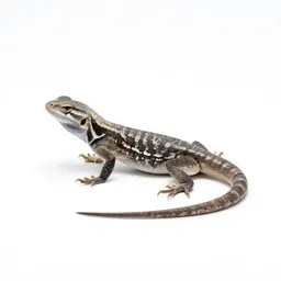 Side-blotched lizard