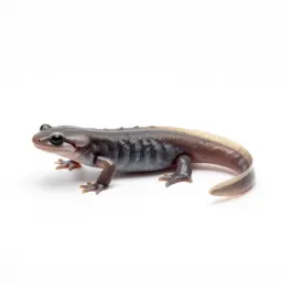 Slender salamander
