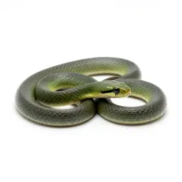 Smooth green snake