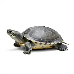 Smooth softshell