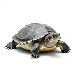 Snapping turtle
