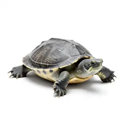 Soft-shelled turtle