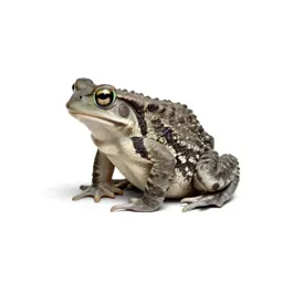 Southwestern toad