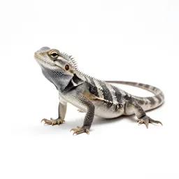 Spiny lizard