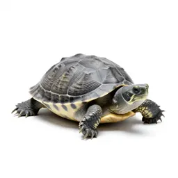 Spiny softshell