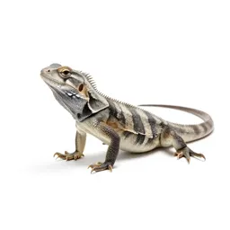 Teiid lizard