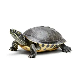 Terrapin