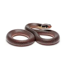 Thunder snake