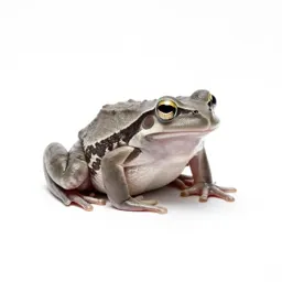 Tongueless frog