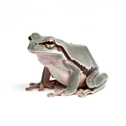 Tree frog