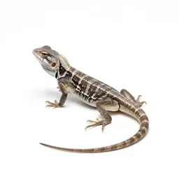 Tree lizard