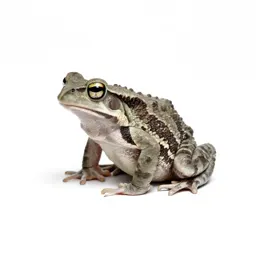 Tree toad