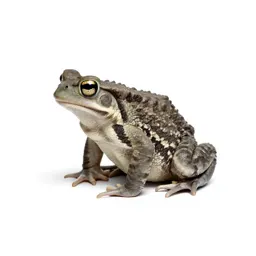 True toad