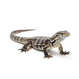 Venomous lizard