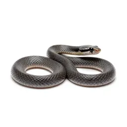 Vine snake