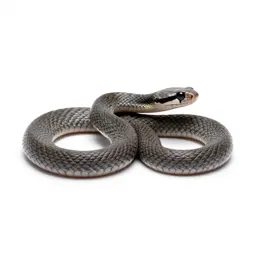 Viperine grass snake