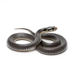 Water snake