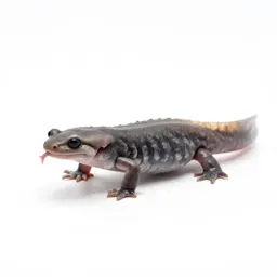 Web-toed salamander