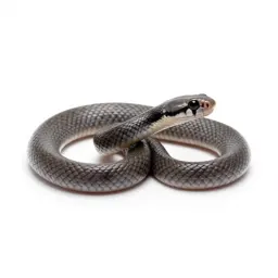 Western blind snake