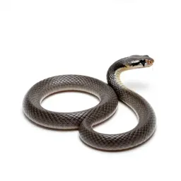 Western coral snake