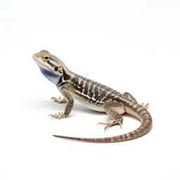 Western fence lizard