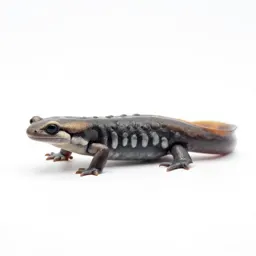 Western red-backed salamander
