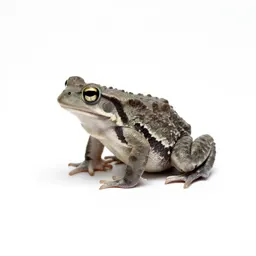 Western spadefoot