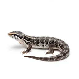 Western whiptail