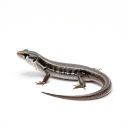 Whiptail