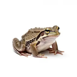 Wood-frog