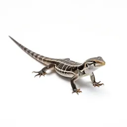 Zebra-tailed lizard