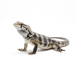 Agamid