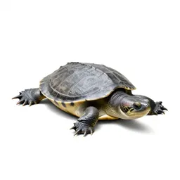 Alligator snapping turtle