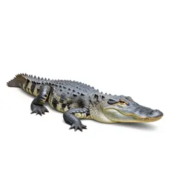 Alligator