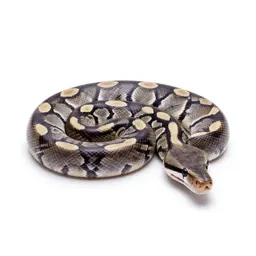 Amethystine python