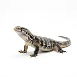 Anguid lizard