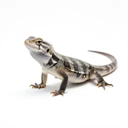 Earless lizard