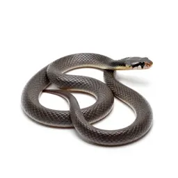 Eastern coral snake